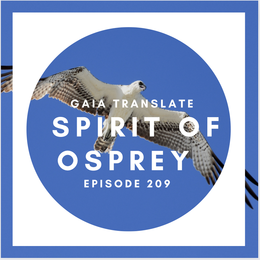 #209 The Great Spirit of the Osprey 