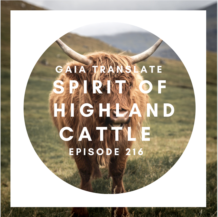 #216 Spirit of Highland  Cattle