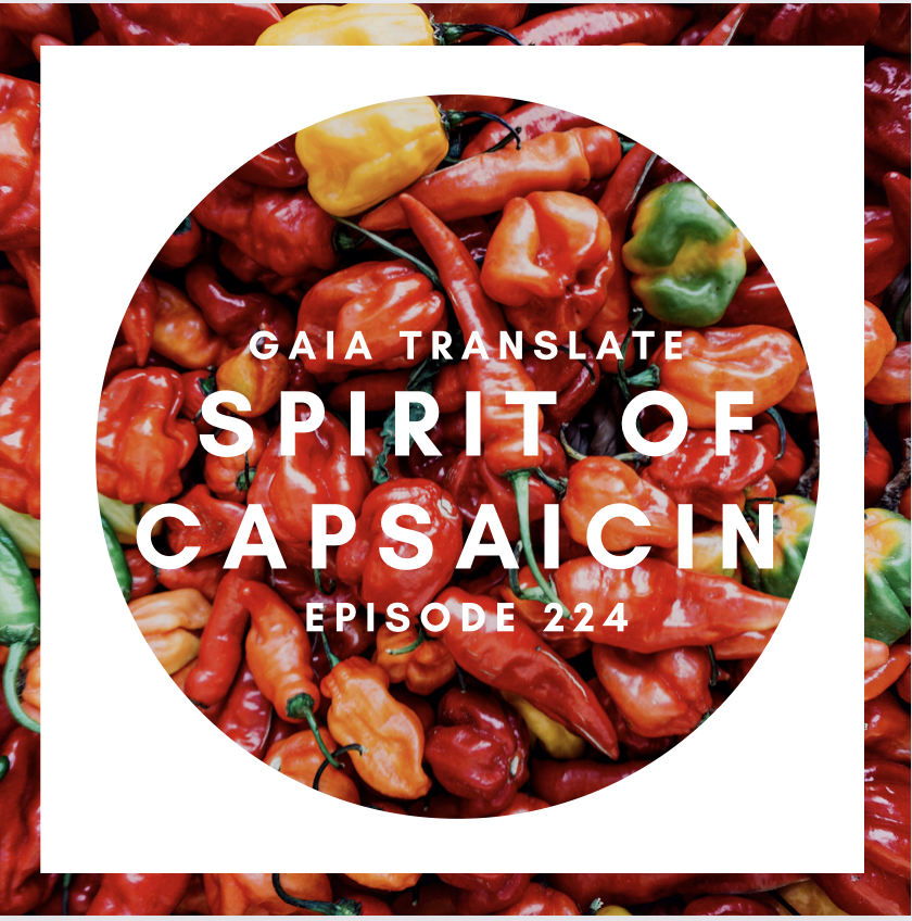 #224 Great Spirit of  Capsaicin  