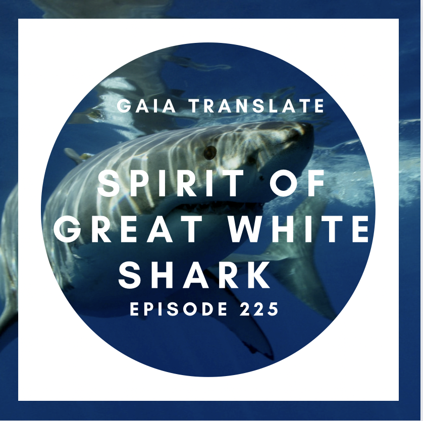 #225 Spirit of the Great White Shark