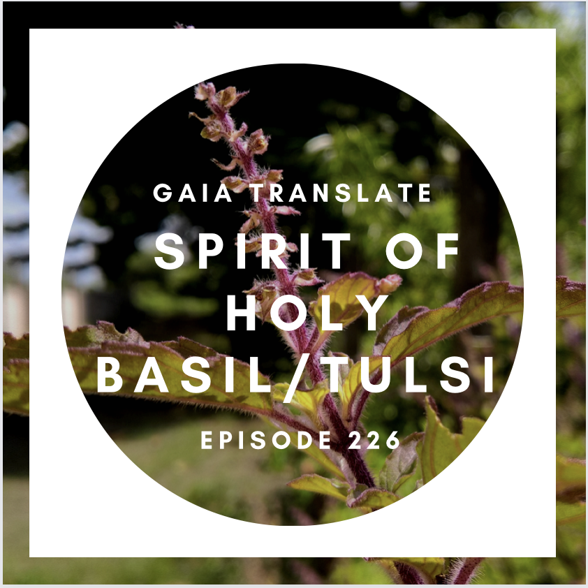 #226 Spirit of Holy Basil
