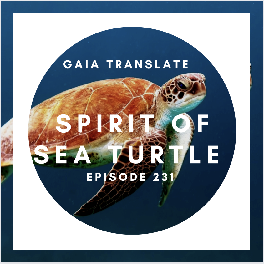 #231 Great Spirit of the Sea Turtle