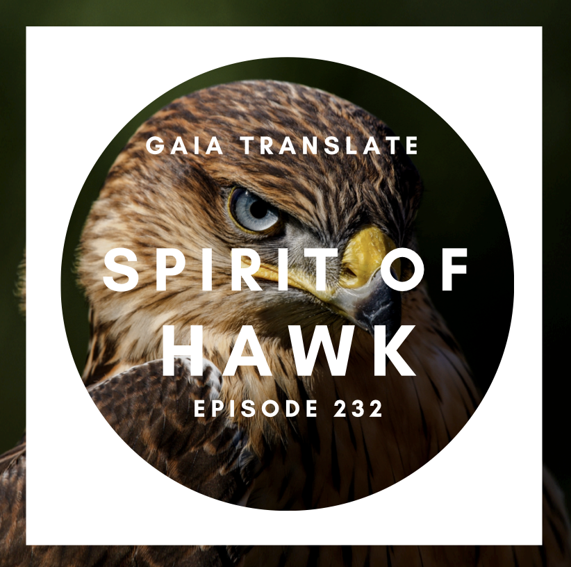 #232 The Great Spirit of Hawk