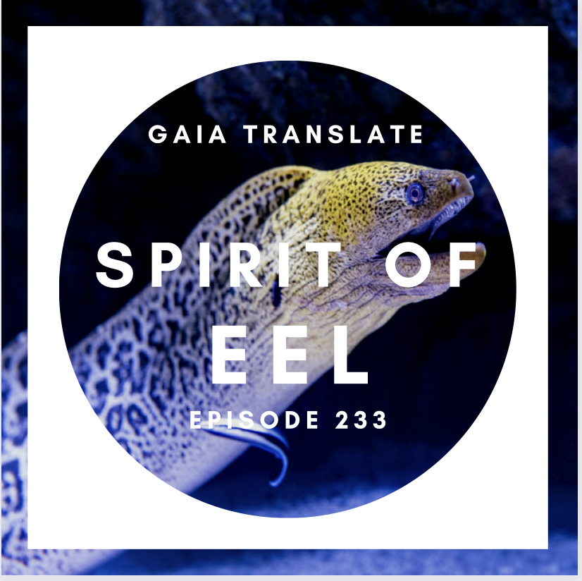 #233 The Great Spirit of the Eel