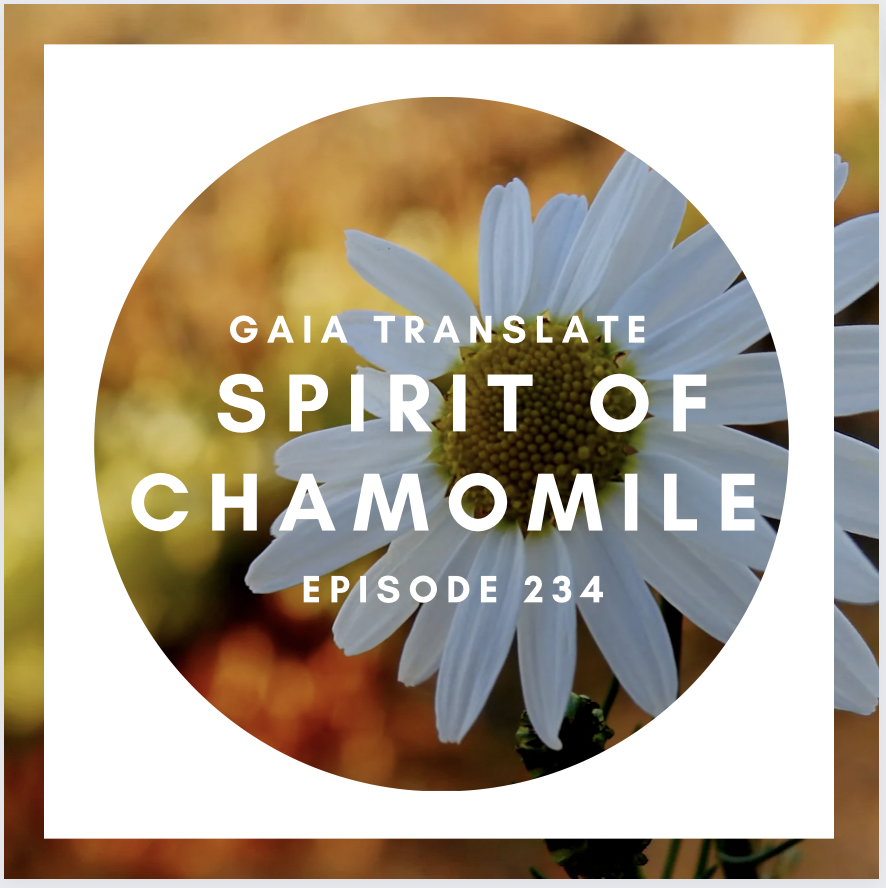 #234 Great Spirit of Chamomile