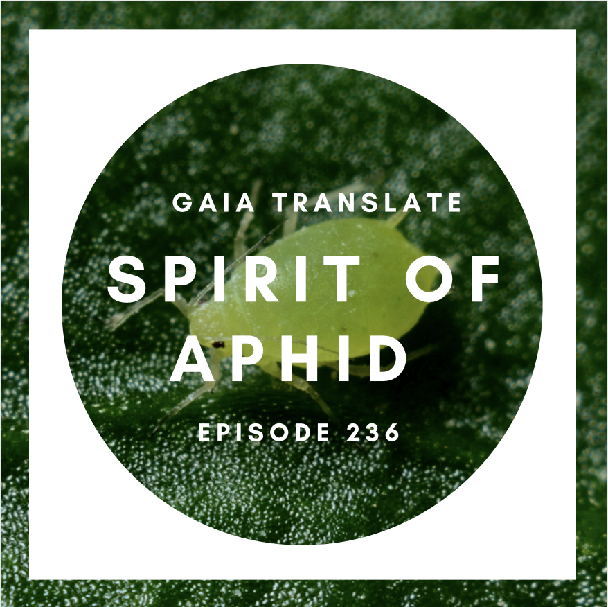 #236 The Great Spirit of  Aphid 