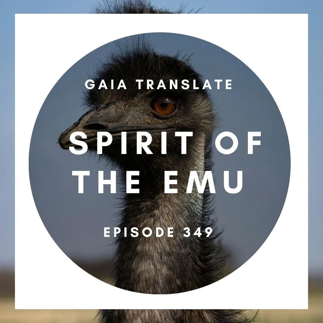 #349 The Great Spirit of The Emu
