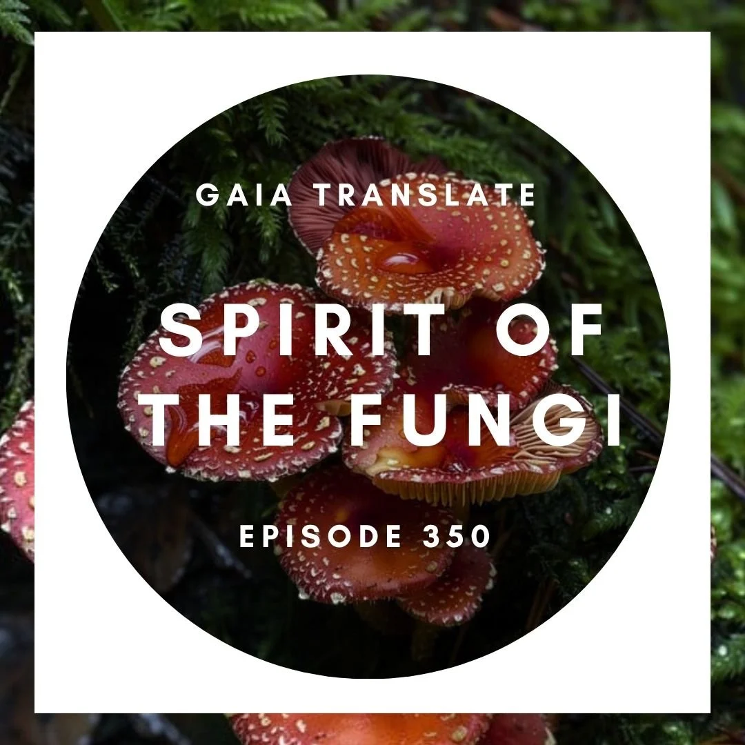 #350 The Great Spirit of The Fungi