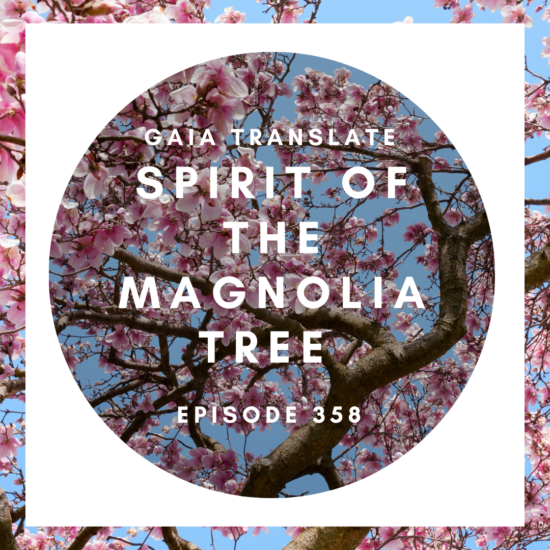 #358 The Great Spirit of The Magnolia Tree