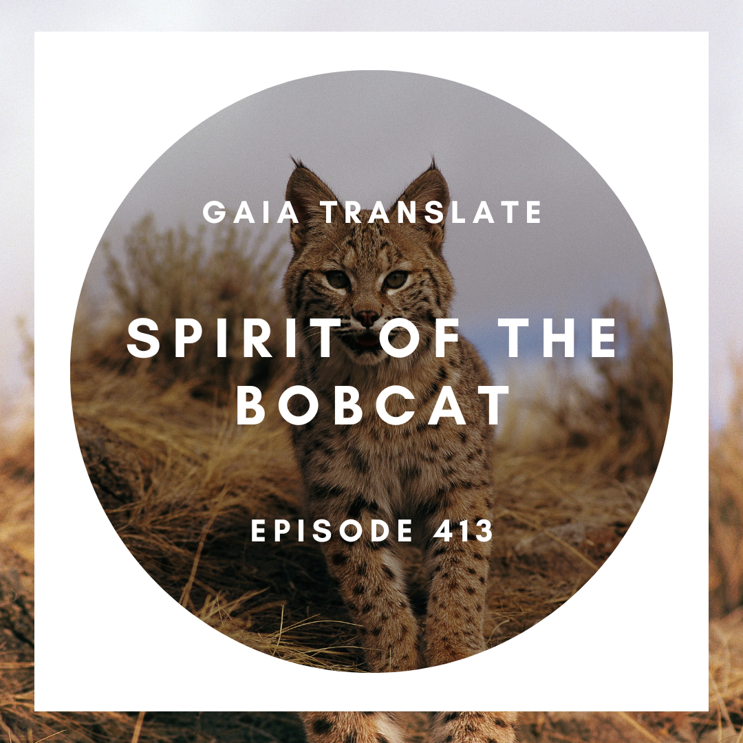 #413 The Great Spirit of the Bobcat