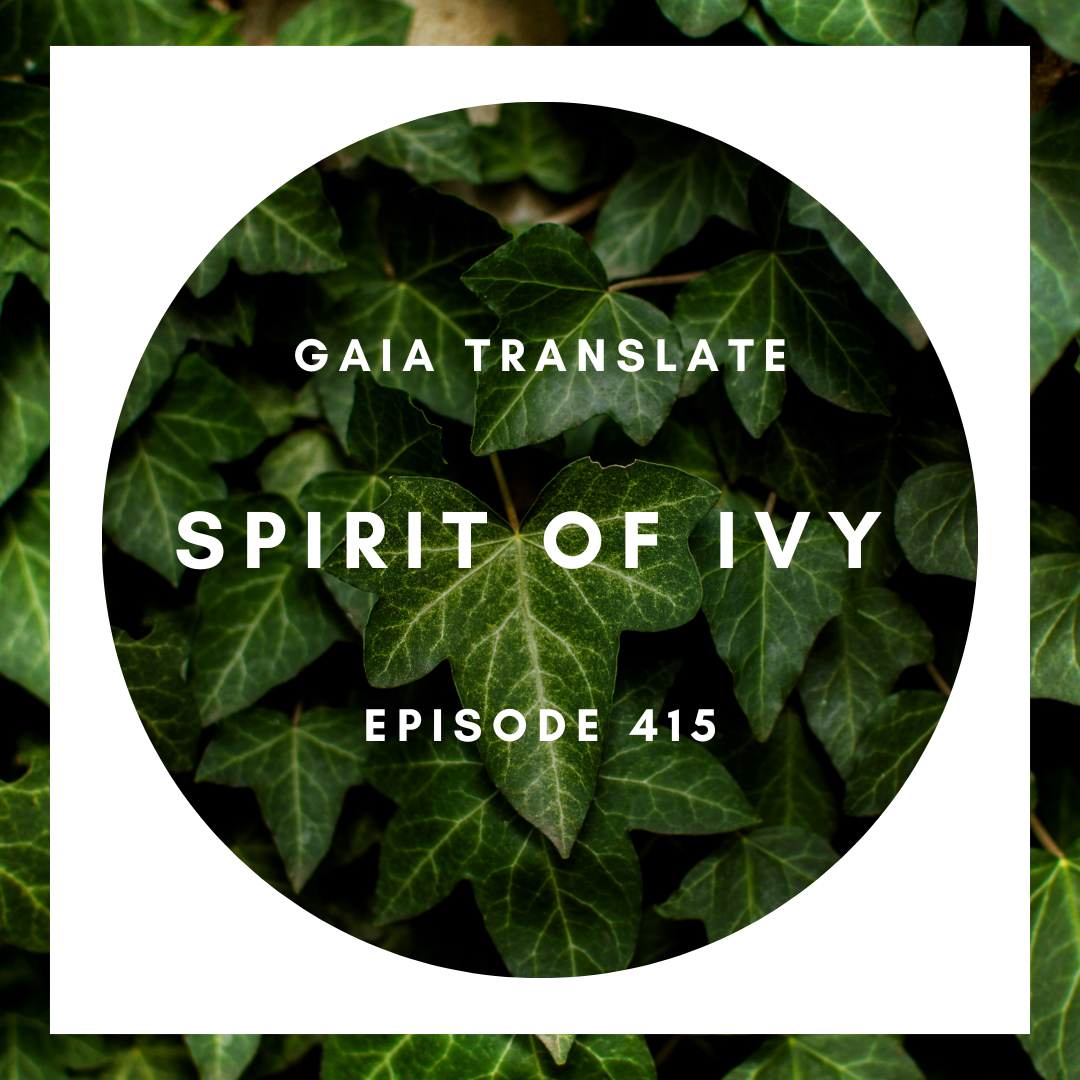#415 The Great Spirit of Ivy