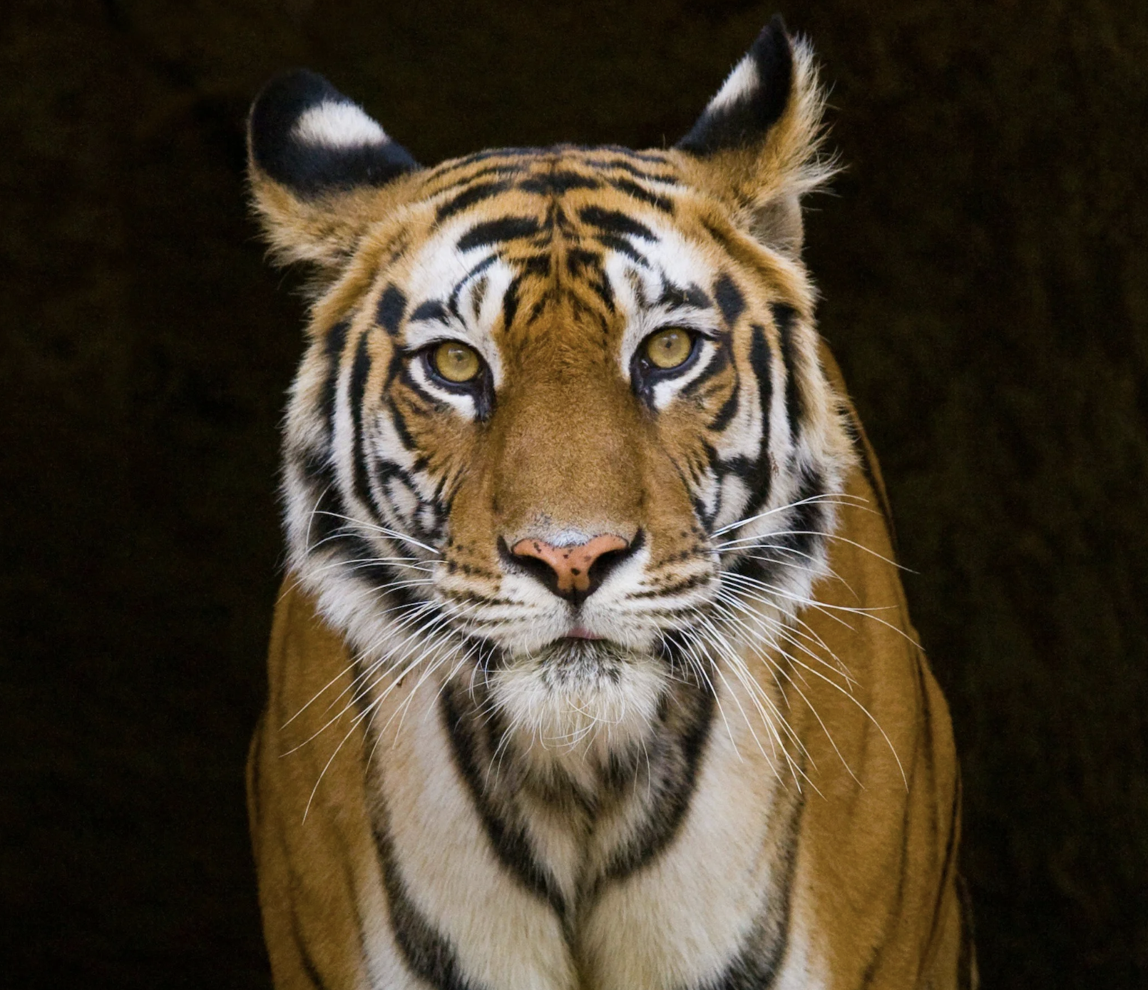 #417 The Great Spirit of the Tiger