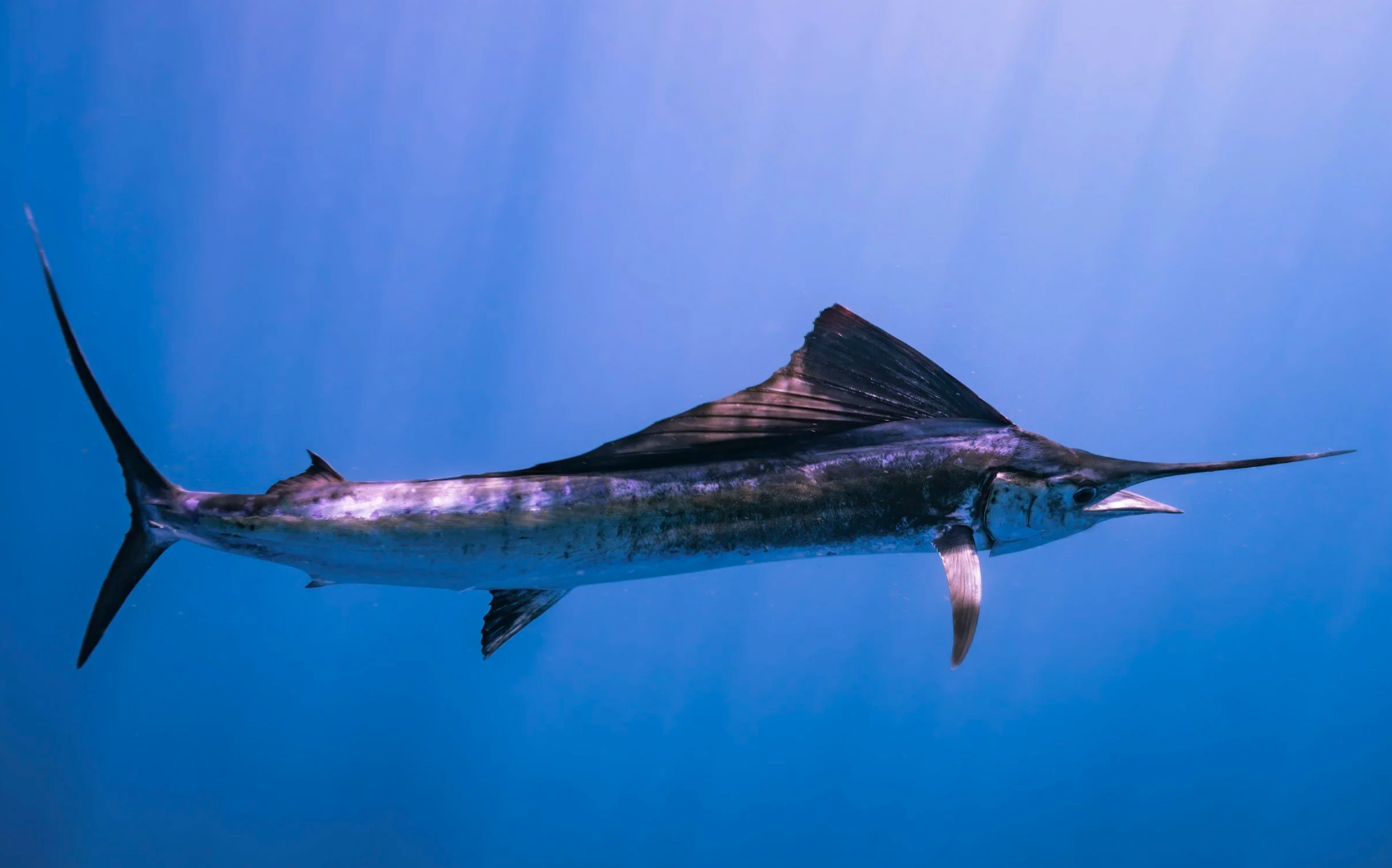 #530: Great Spirit of the Sailfish