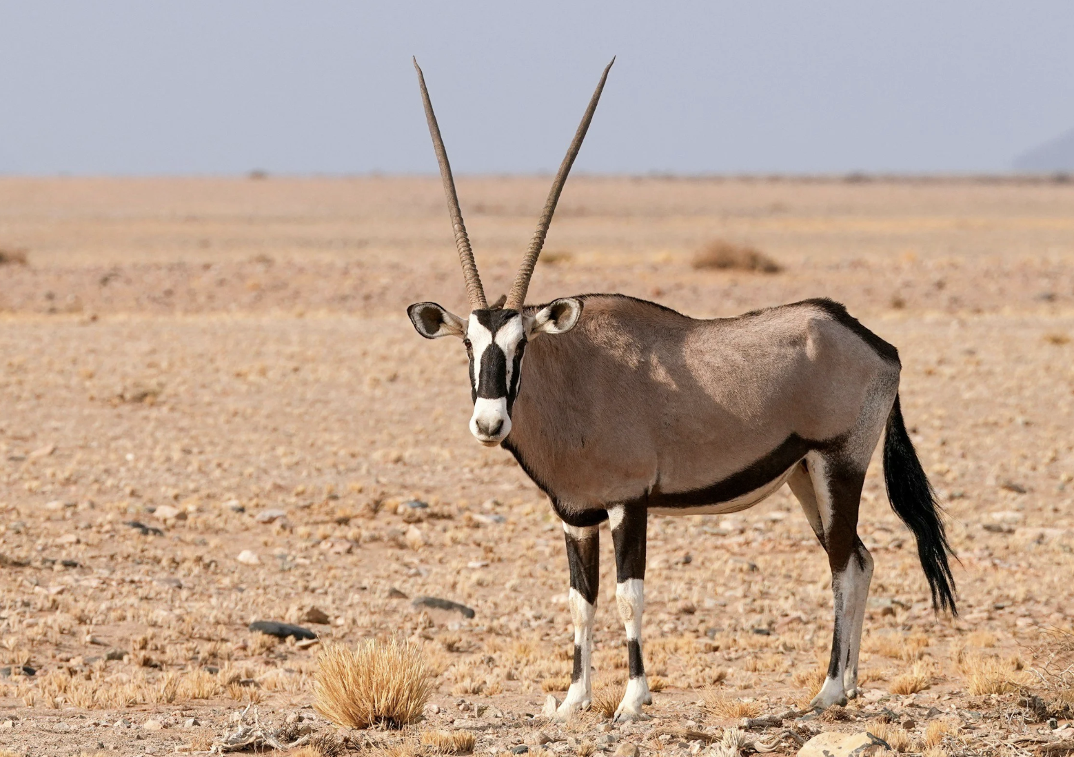 #528: Great Spirit of the Oryx