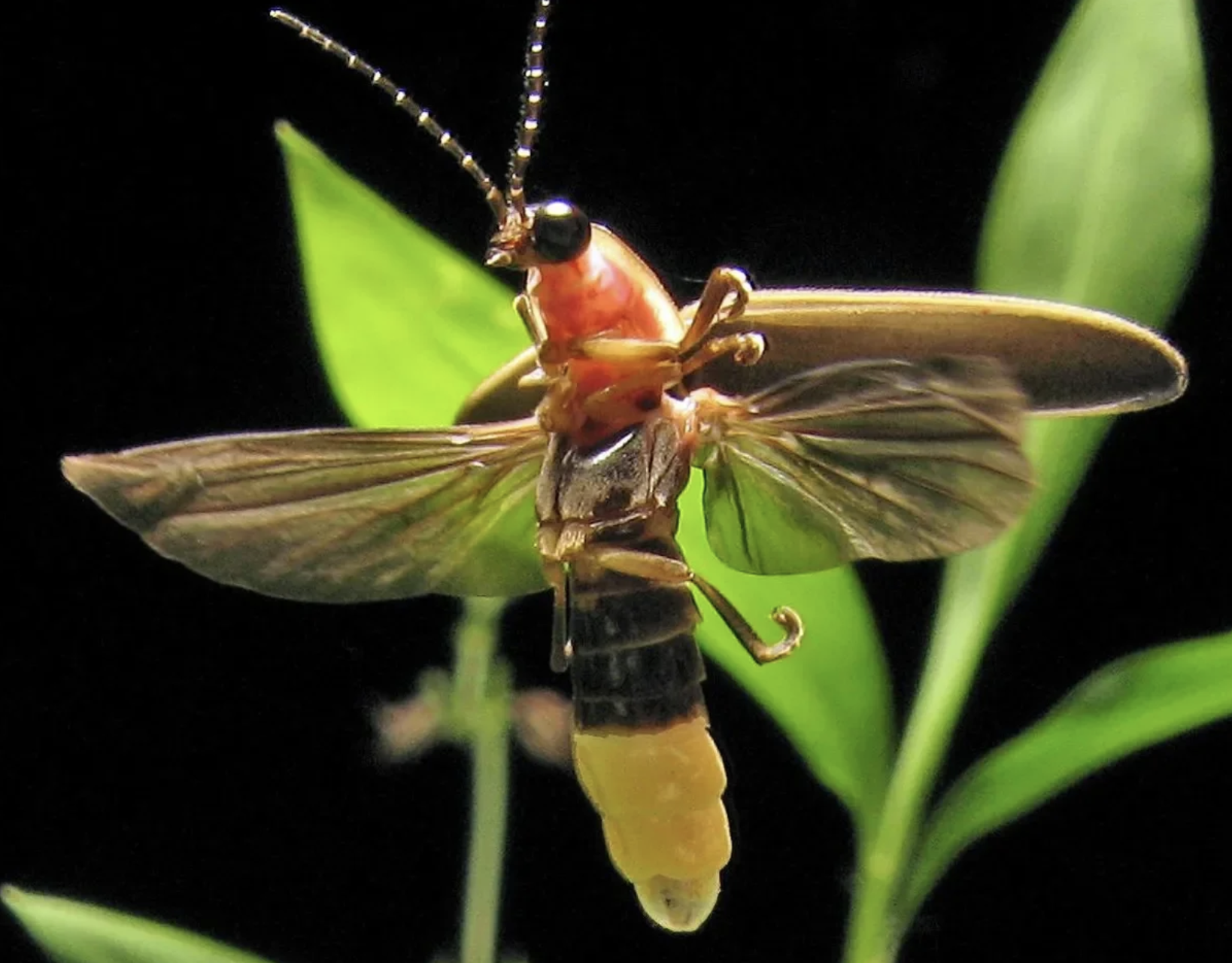 #526: Great Spirit of the Firefly