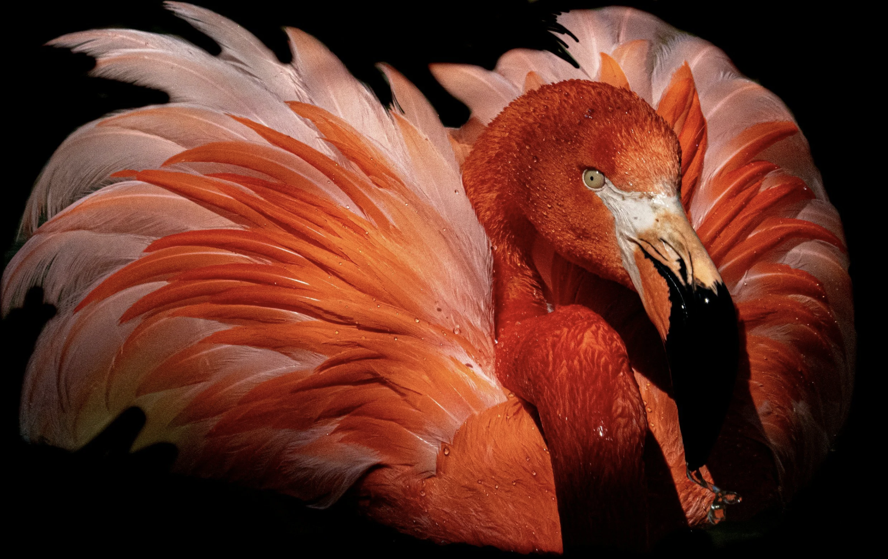 #525: Great Spirit of the Flamingo