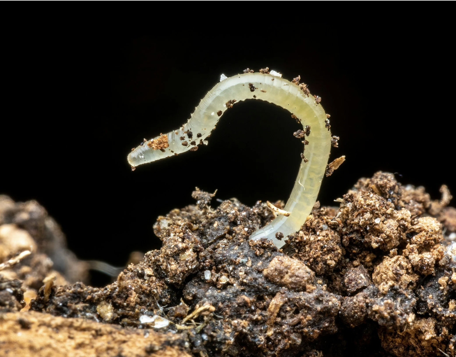 #524: The Great Spirit of the Worm