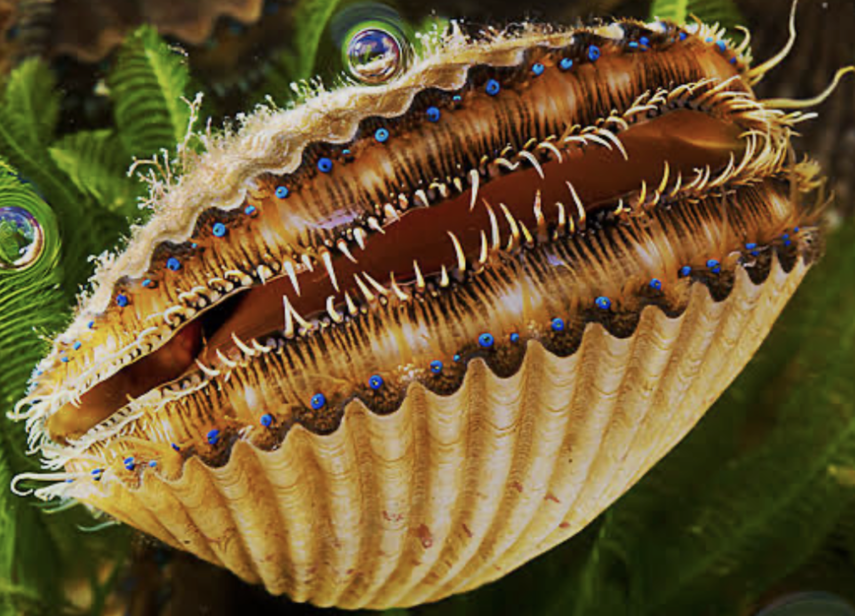 #523: The Great Spirit of Scallop