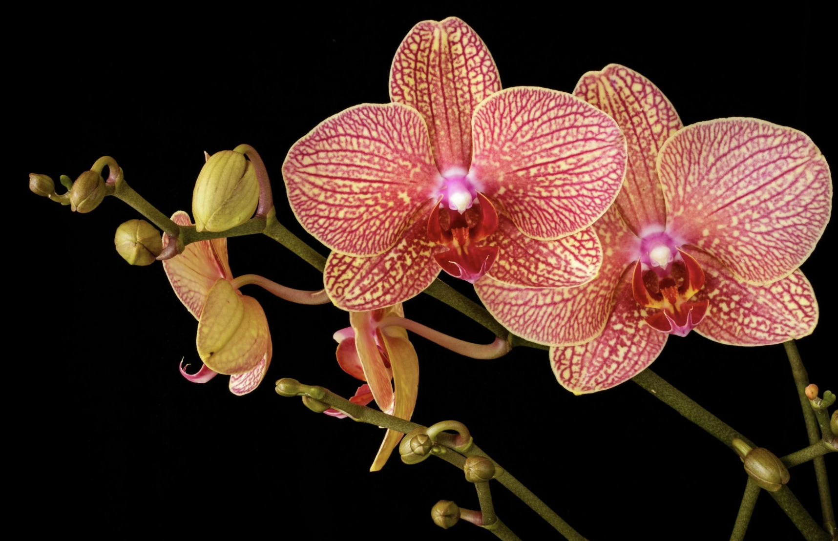 #518: The Great Spirit of the Orchid