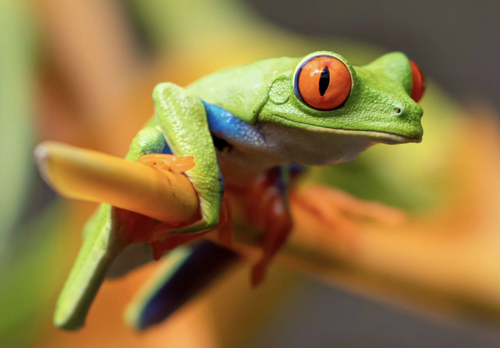 #517: The Great Spirit of the Frog
