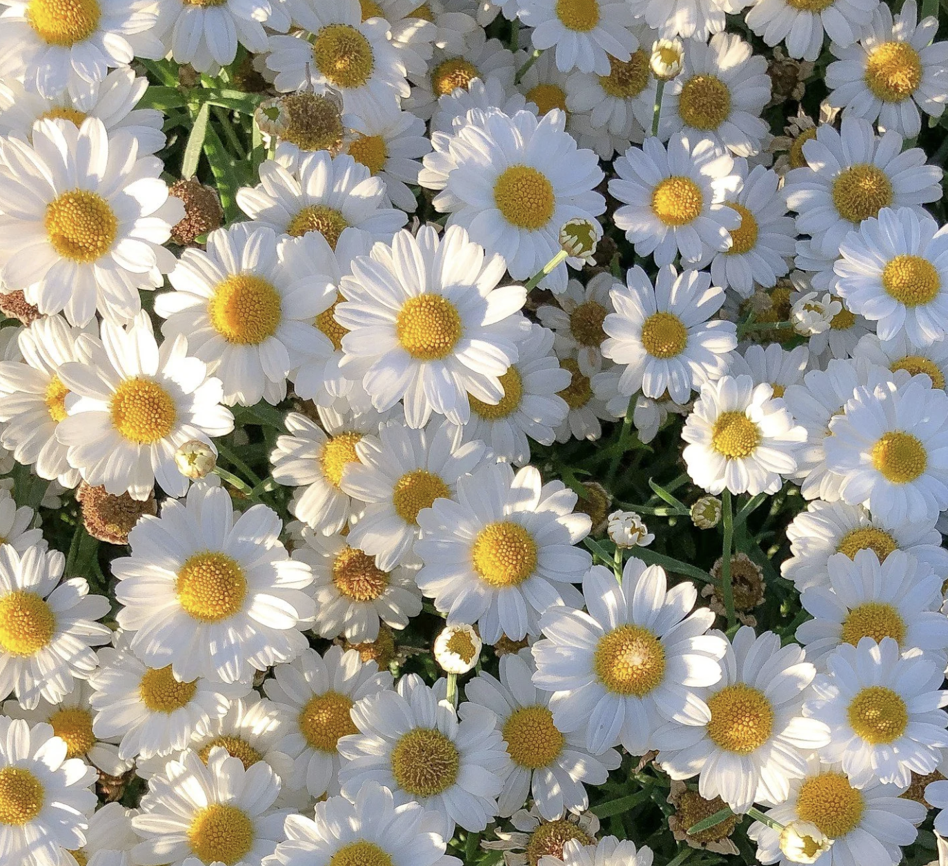 #516: The Great Spirit of the Daisy