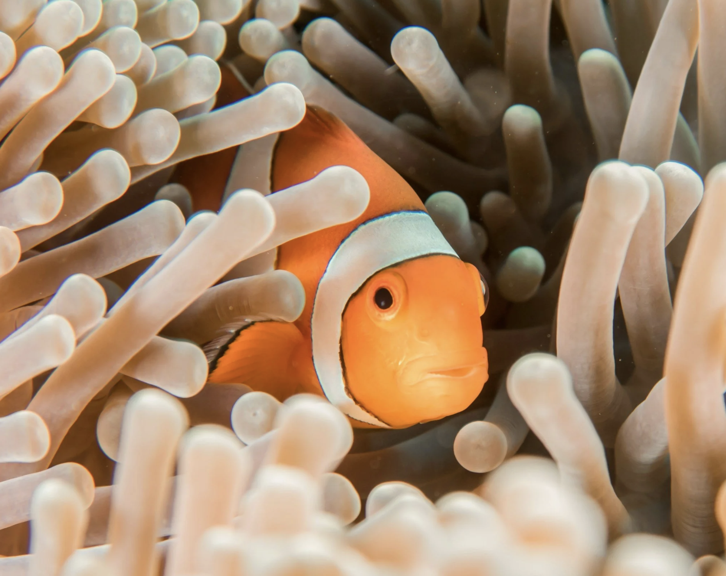 #515: The Great Spirit of the Clownfish