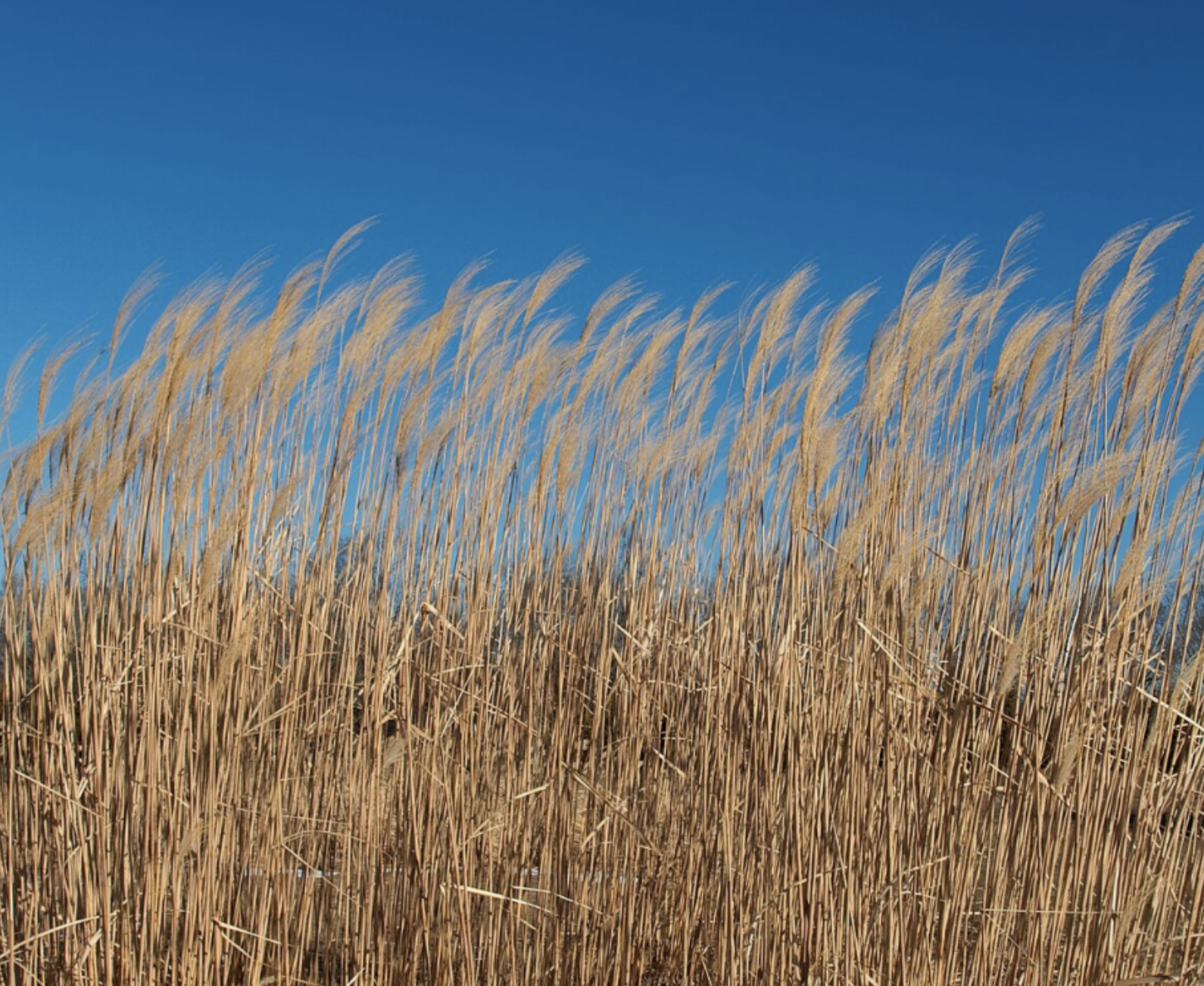 #514: The Great Spirit of the Reed