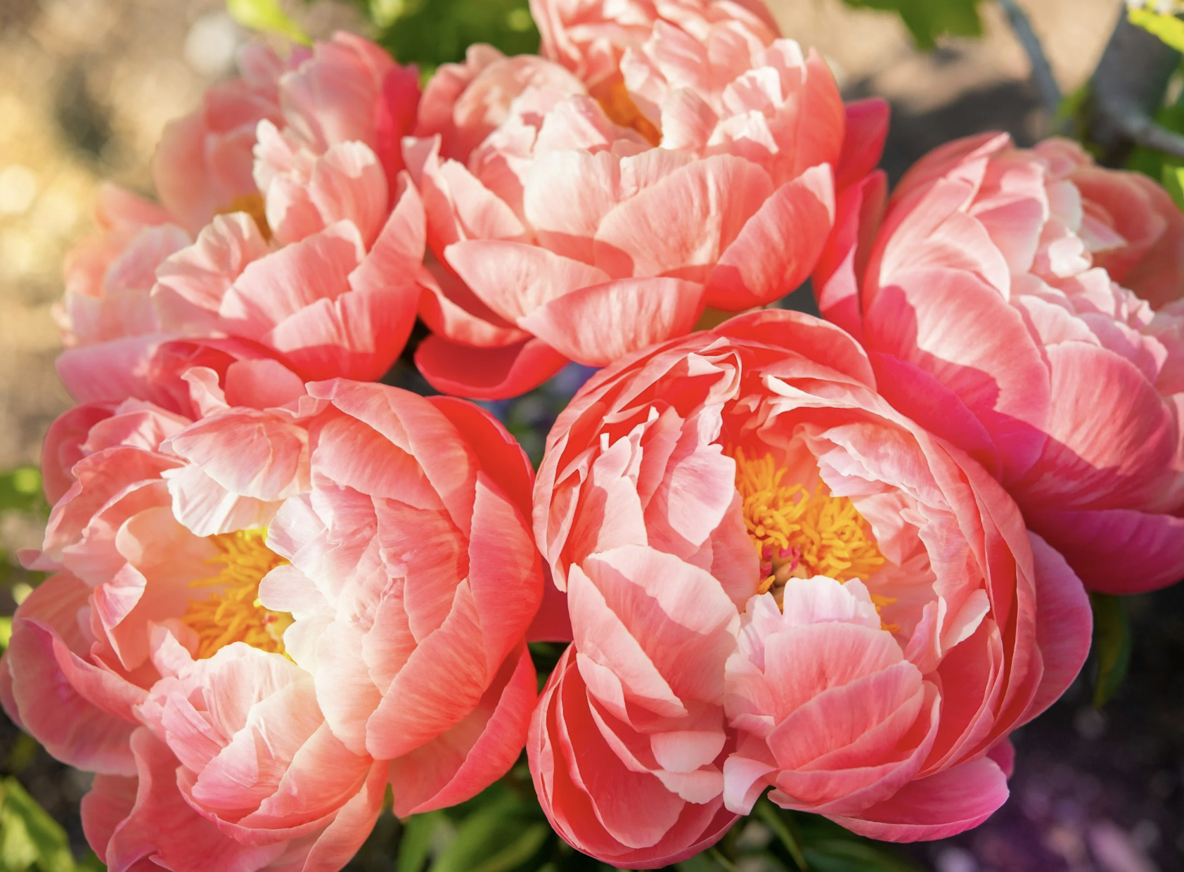 #513: The Great Spirit of the Peony