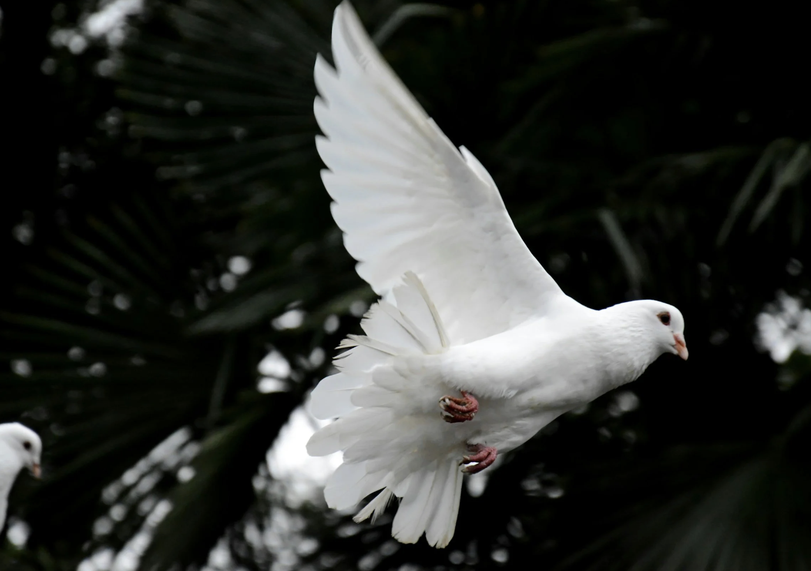 #512: The Great Spirit of the Dove/Pigeon