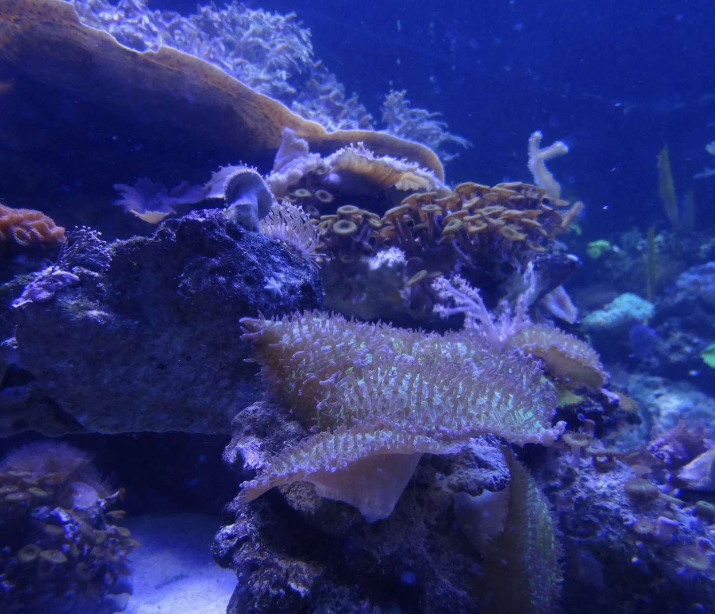 #511: The Great Spirit of Deep Sea Coral