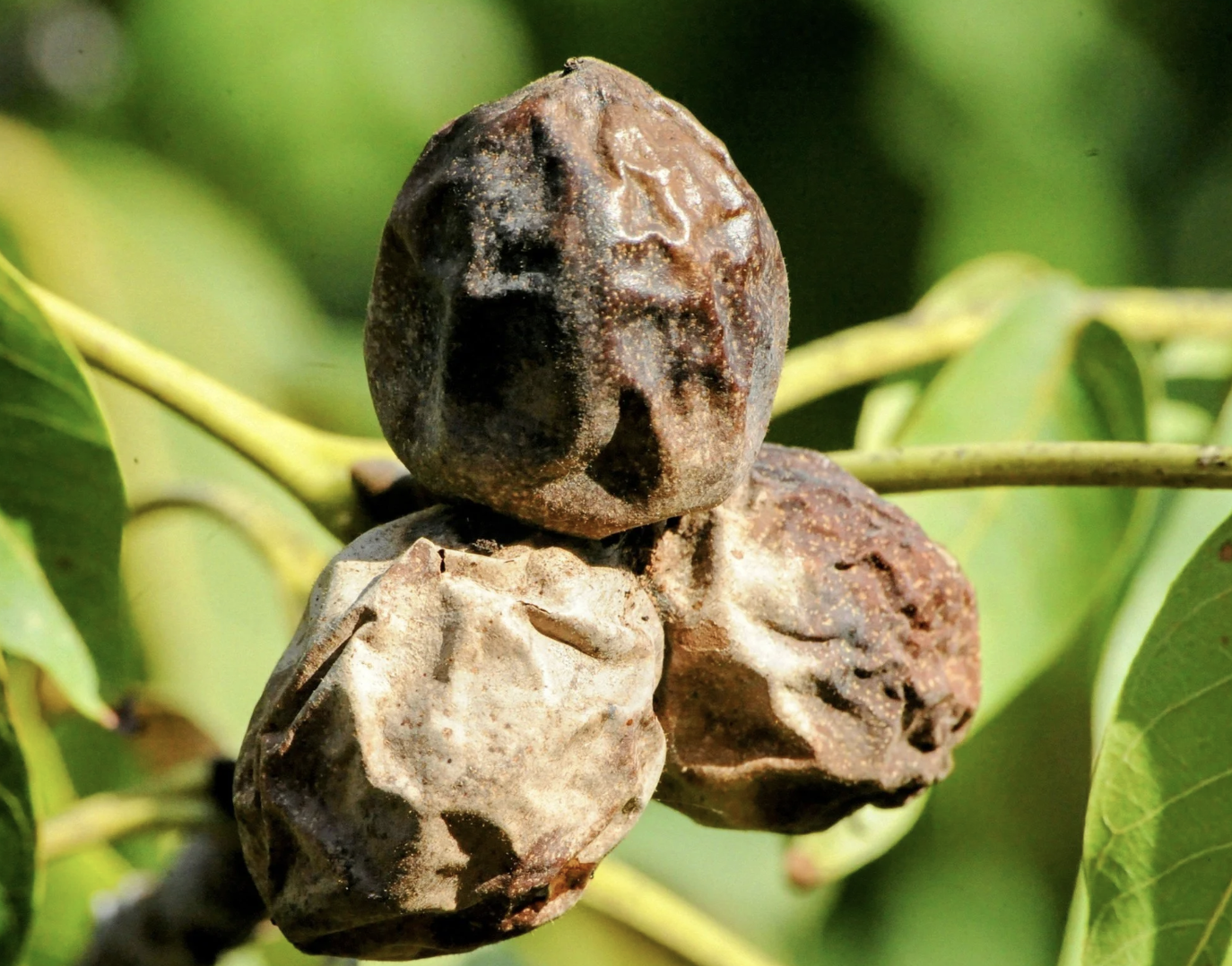 #510: The Great Spirit of the Black Walnut Tree