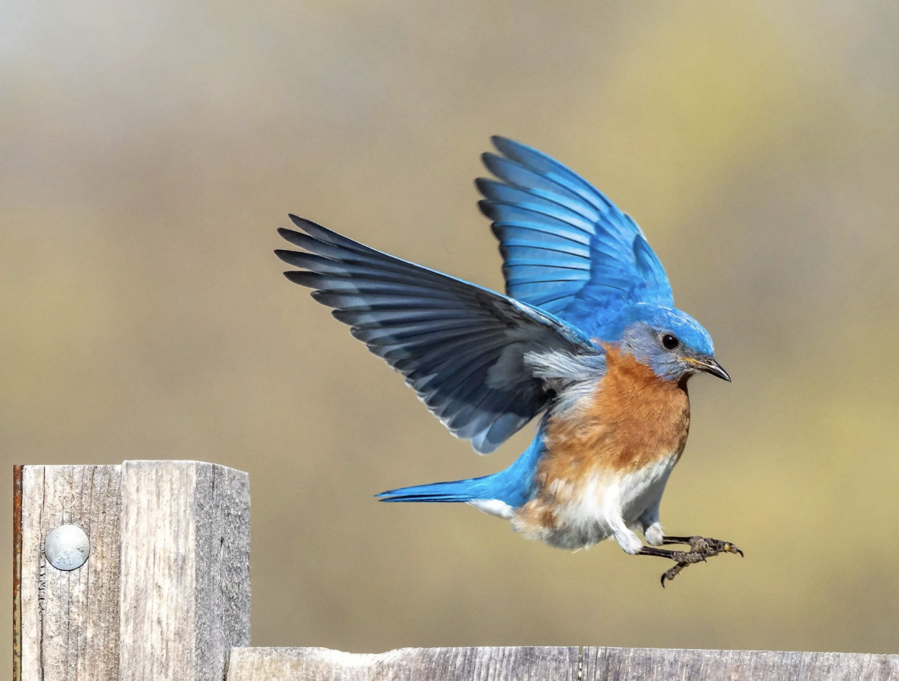 #507: The Great Spirit of the Bluebird