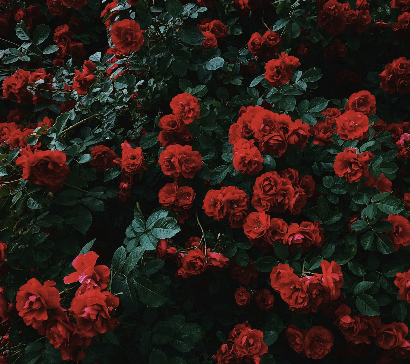 #505: The Great Spirit of the Rose Bush