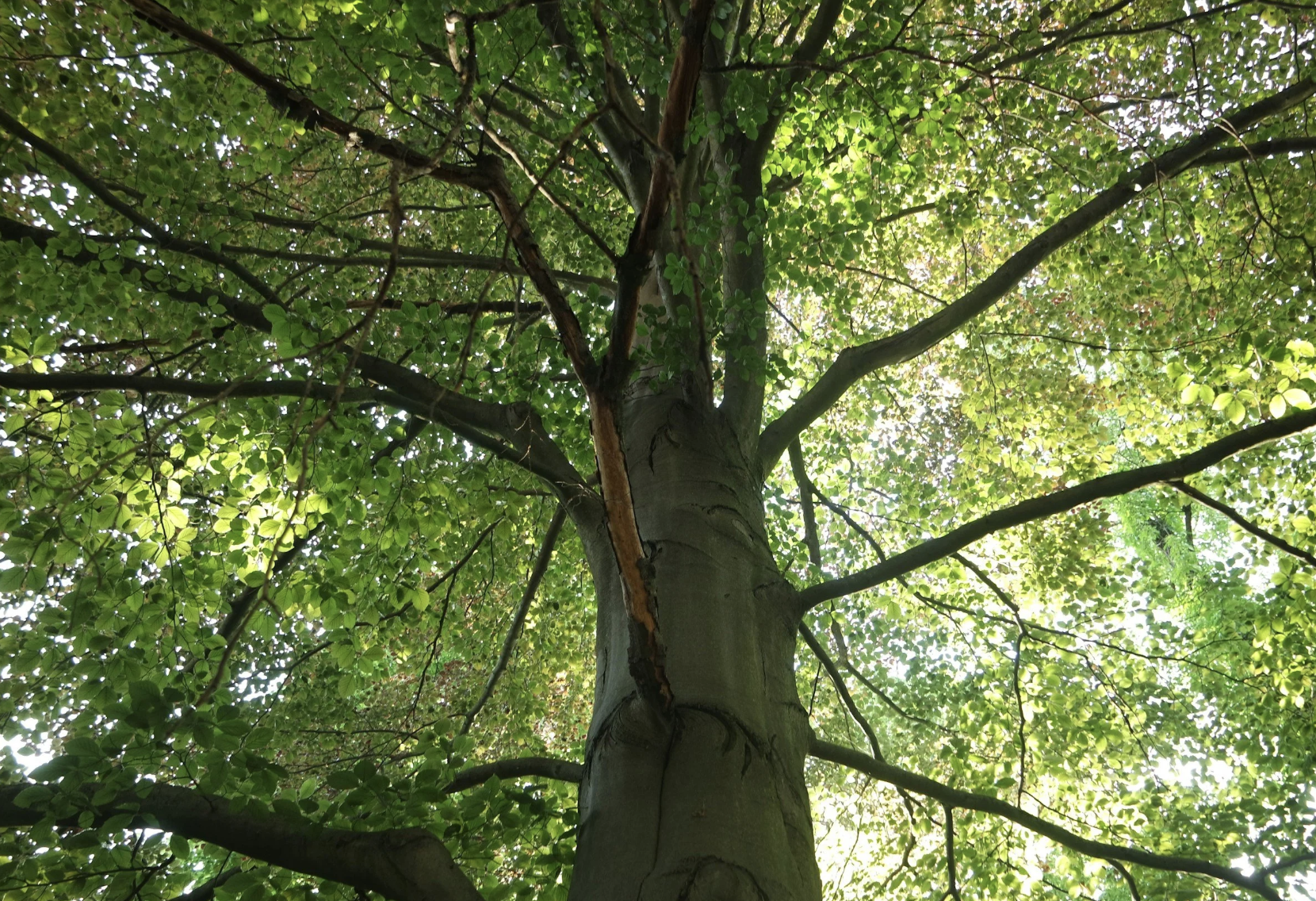#504: The Great Spirit of the Beech