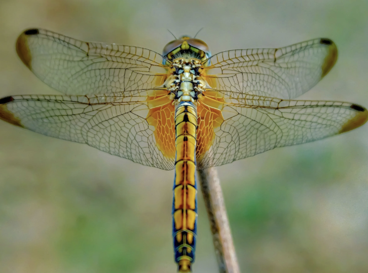 #503: The Great Spirit of the Dragonfly
