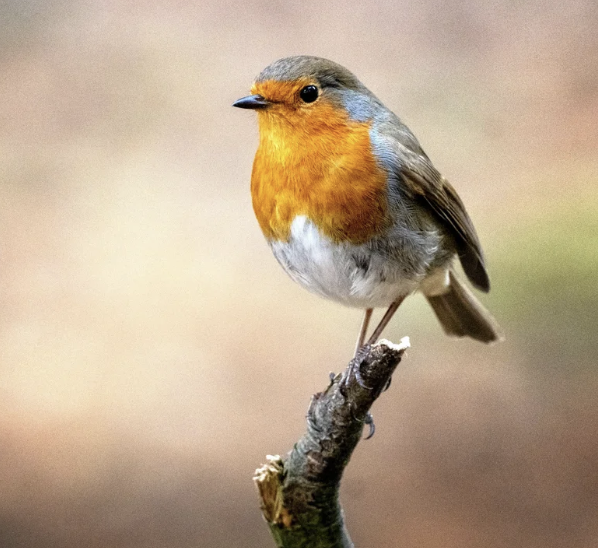 #501: The Great Spirit of the Robin