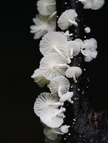 #500: The Spirit of the Fungi of the Amazon