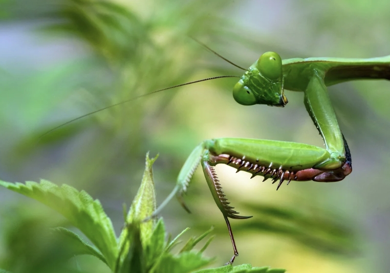 #499: The Great Spirit of the Praying Mantis