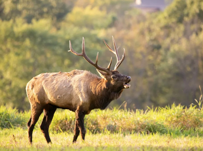 #498: The Great Spirit of the Elk