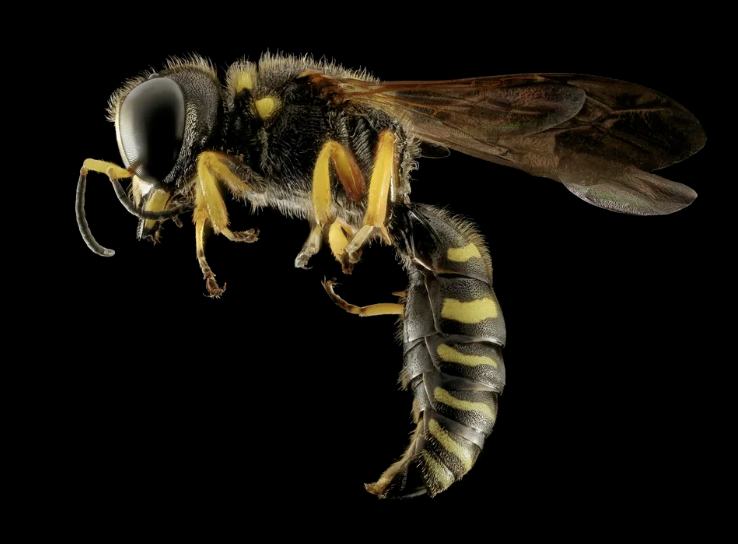 #497: The Great Spirit of the Wasp/Nest