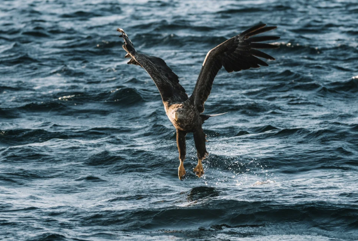 #496: The Great Spirit of the Steller's Sea Eagle
