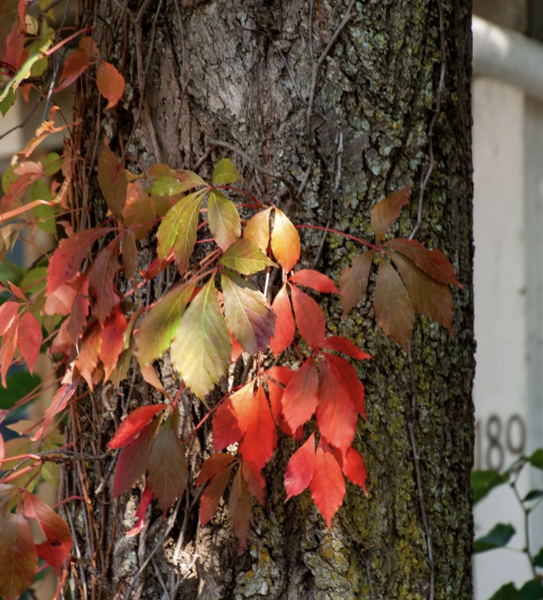#495: The Great Spirit of the Virginia Creeper