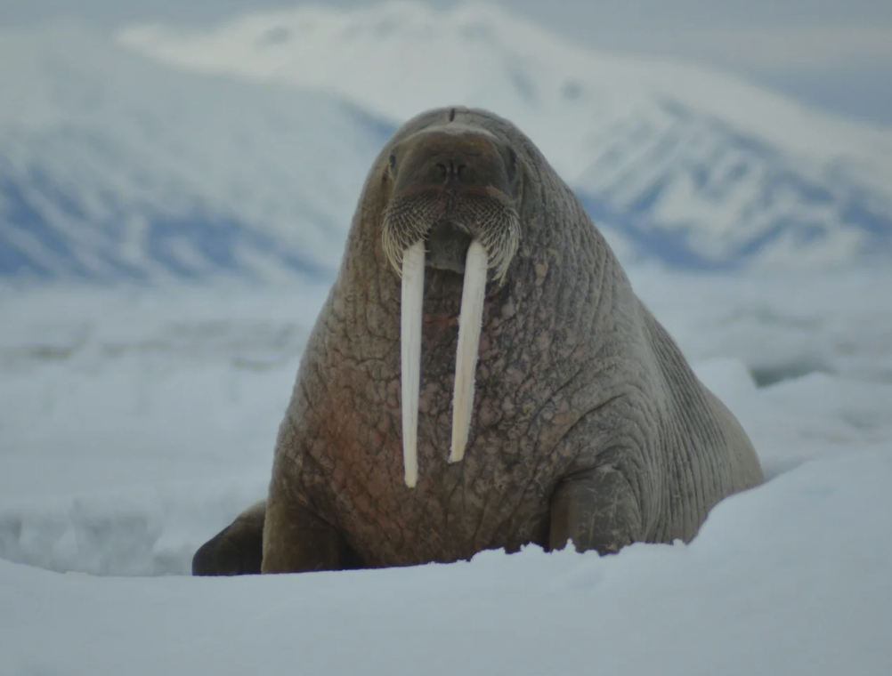 #494: The Great Spirit of the Walrus