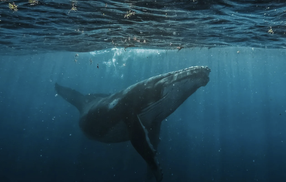#493: The Great Spirit of the Whale