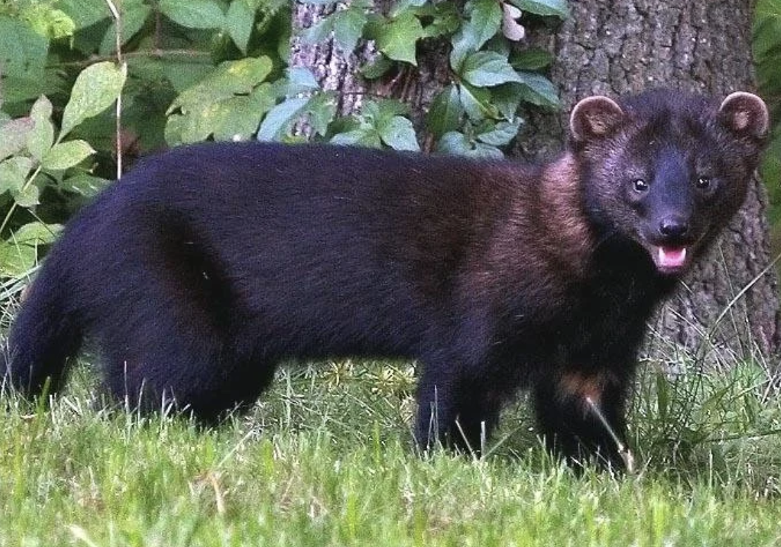#491 The Great Spirit of the Fisher Cat