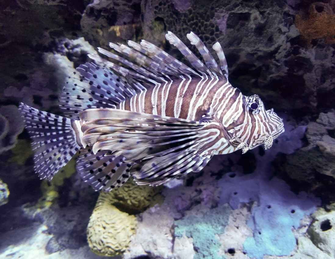 #489 The Great Spirit of Zebra Fish