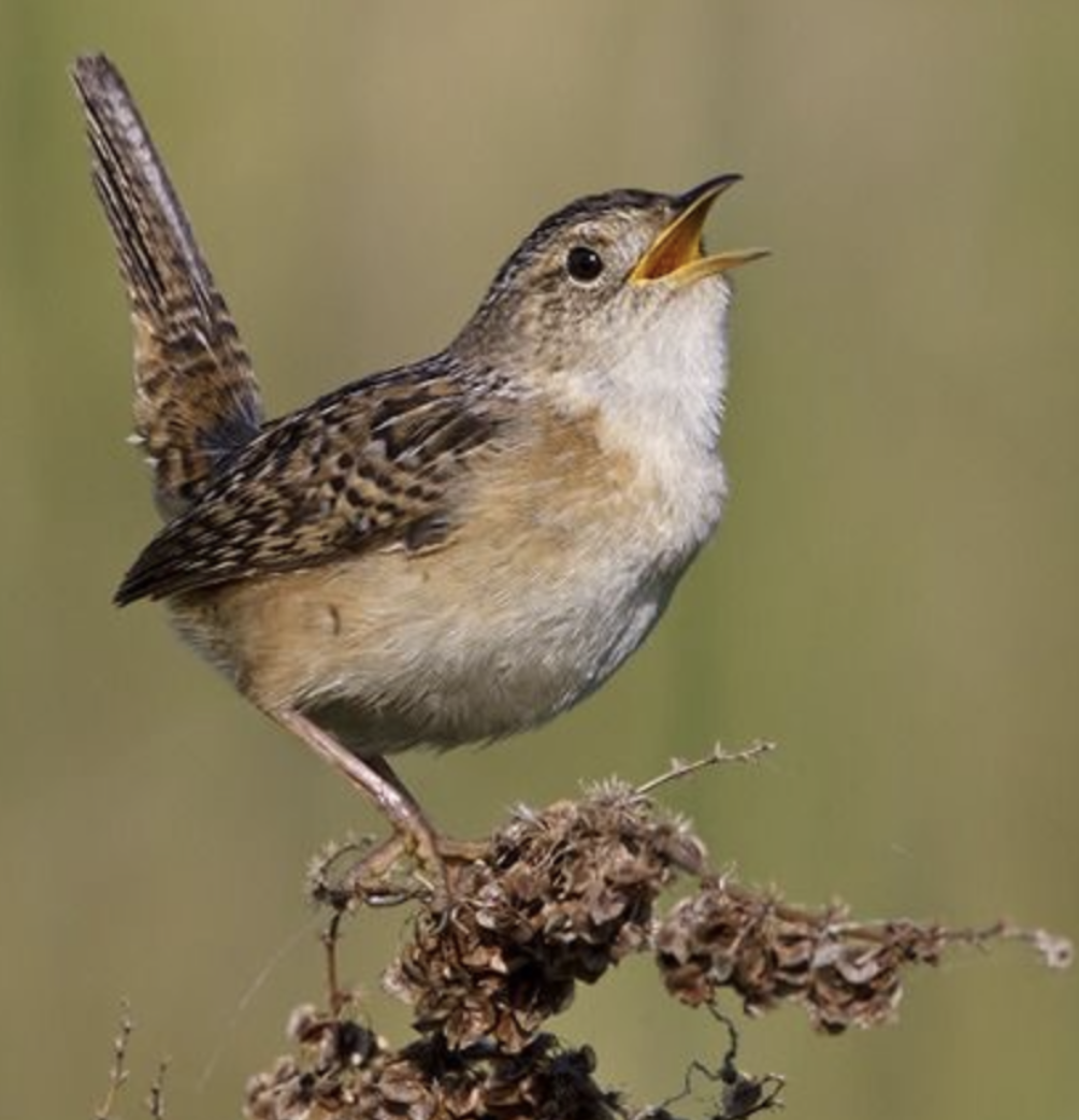 #487 The Great Spirit of the Wren