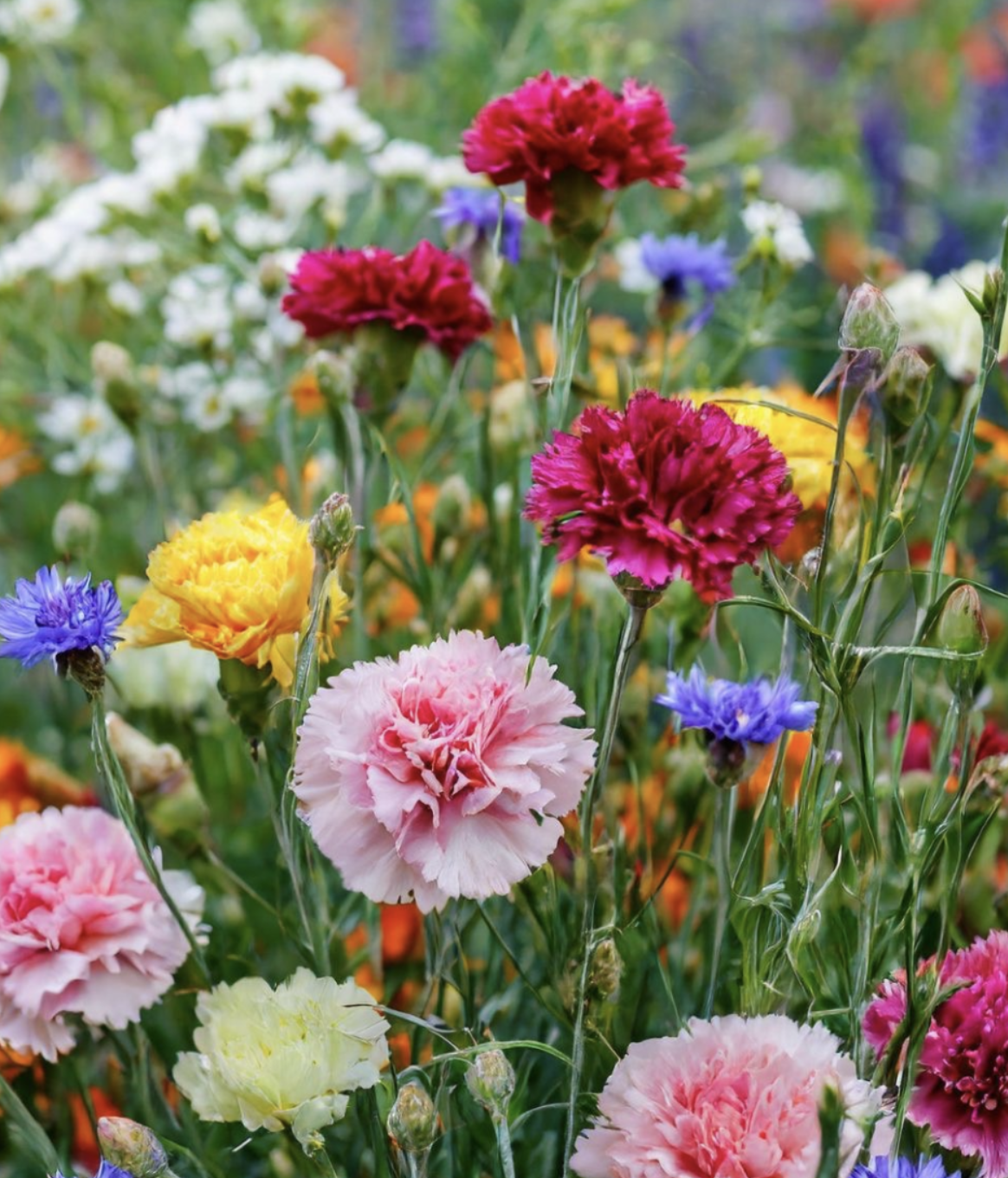 #482 A Blessing from the Spirit of Carnation