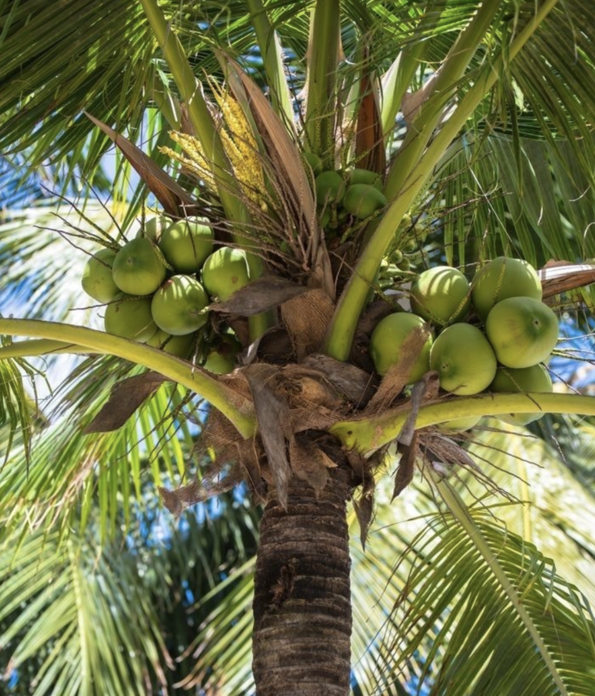 #481 The Great Spirit of Coconut Palm