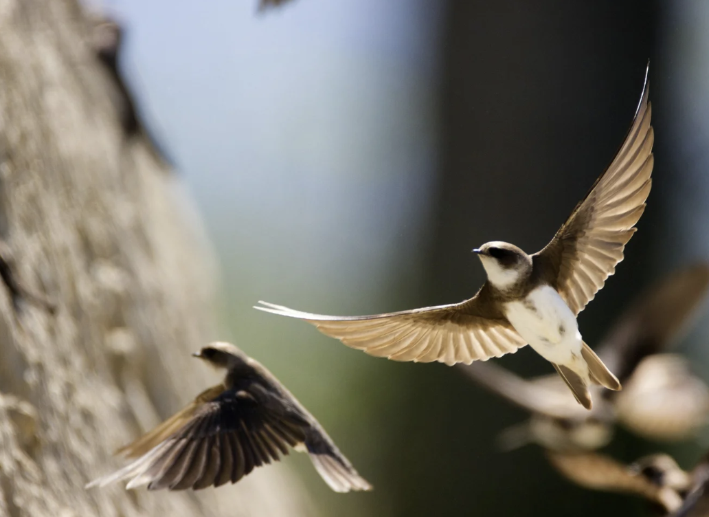#479 The Great Spirit of the Swallow